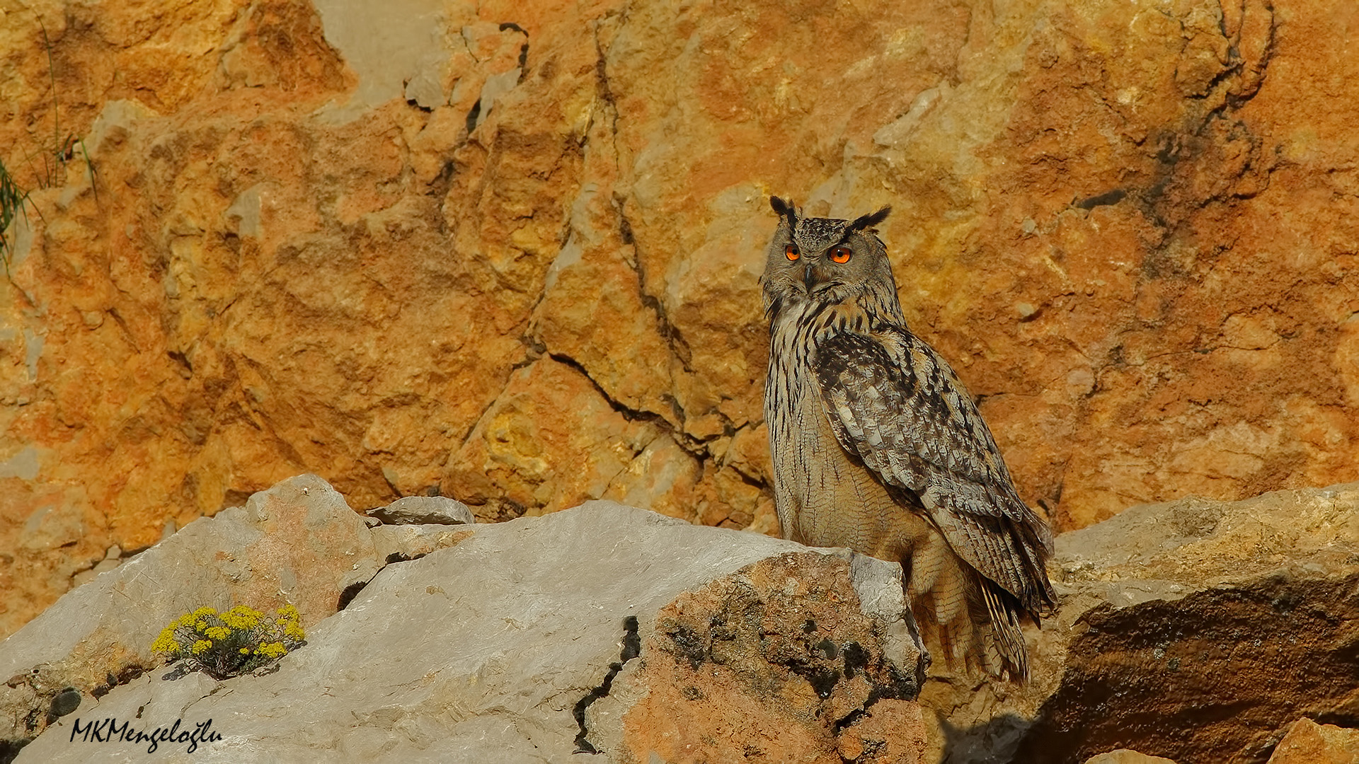 Eurasian Eagle-Owl